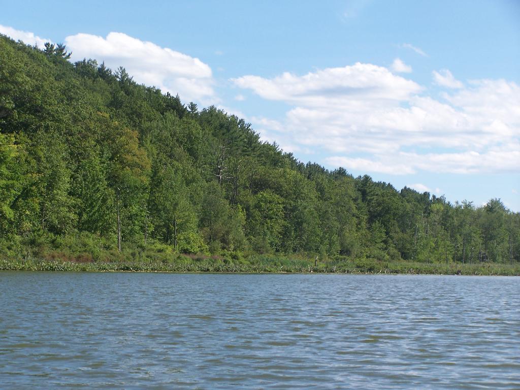 Photo: Edge of Lawsons Lake Photo: Edge of Lawsons Lake