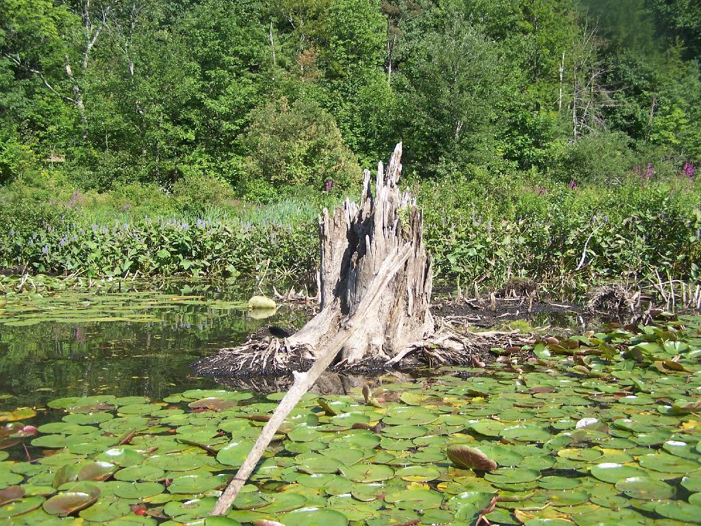 Photo: Stump Photo: Stump