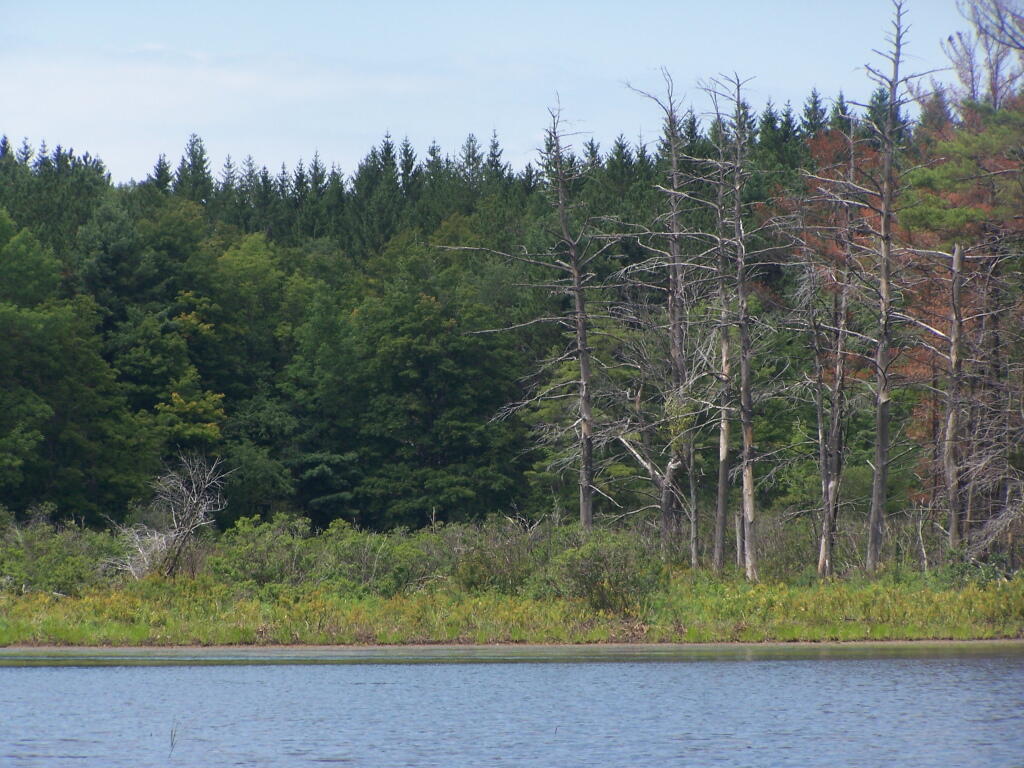 Photo: Marsh of Lower Beaver Pond