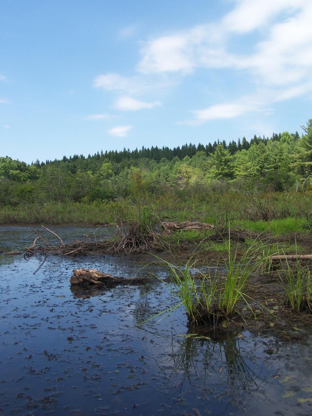 Photo: Mashy Edge of Lower Beaver Pond Photo: Mashy Edge of Lower Beaver Pond