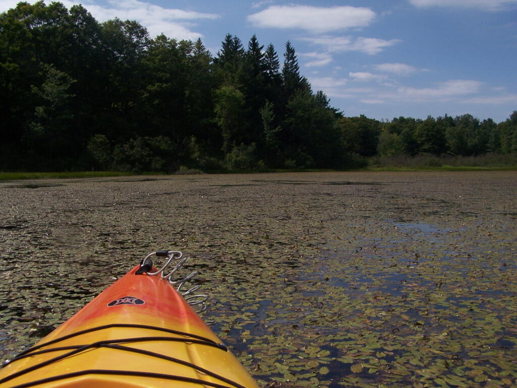 Photo: Paddling Thru the Pond Lillies on Tubbs Pond Photo: Paddling Thru the Pond Lillies on Tubbs Pond