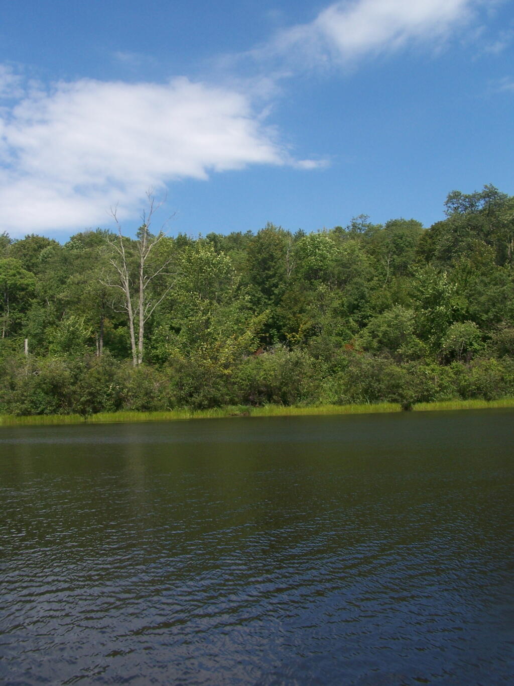 Photo: Edge of Tubbs Pond Photo: Edge of Tubbs Pond