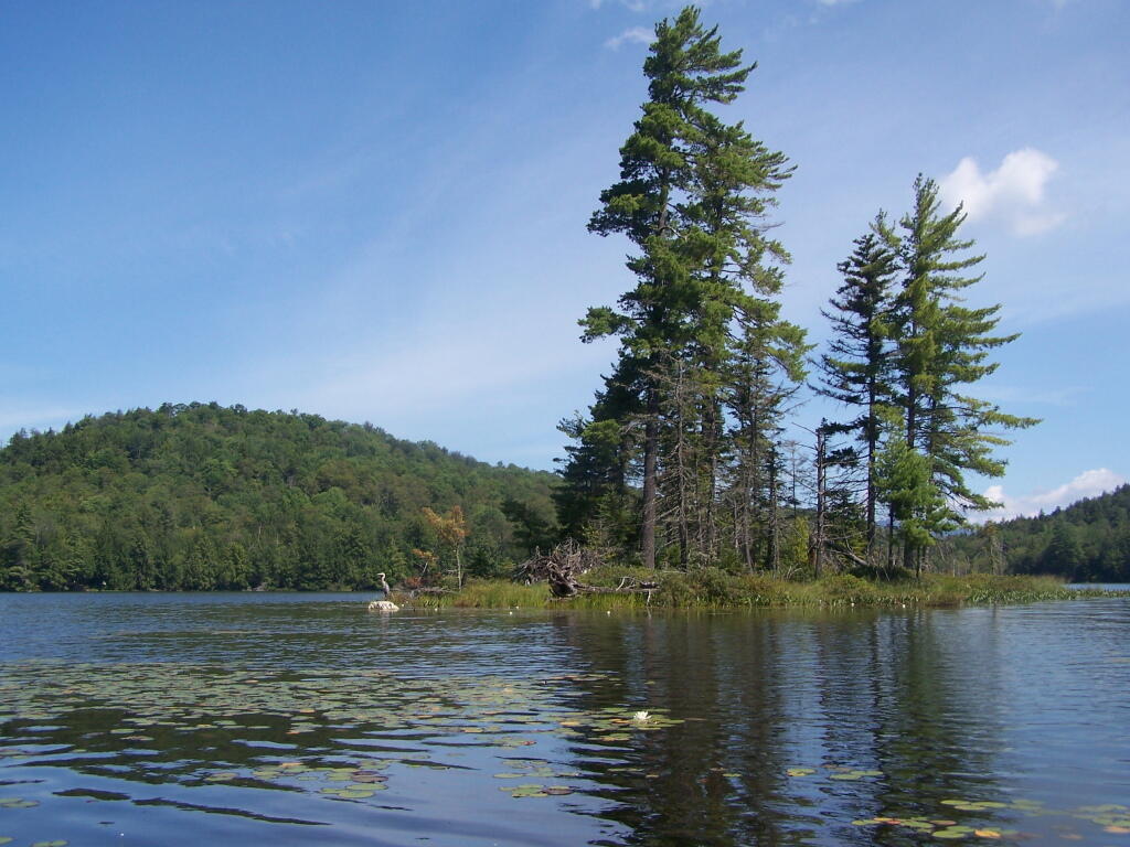 Photo: Another Island on Mason Lake Photo: Another Island on Mason Lake