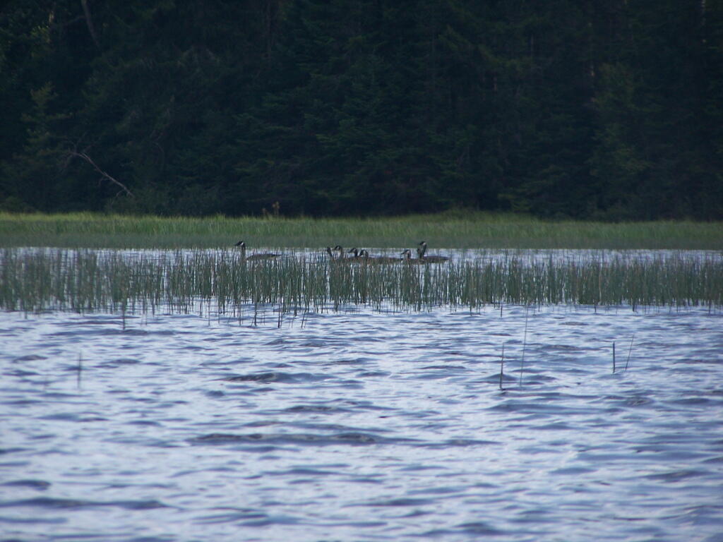 Photo: Canadian Geese Photo: Canadian Geese