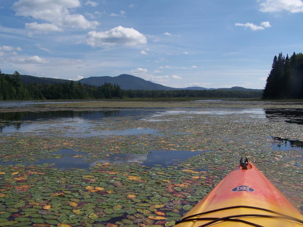 Photo: Pond Lillies on the Marsh and Mush Photo: Pond Lillies on the Marsh and Mush