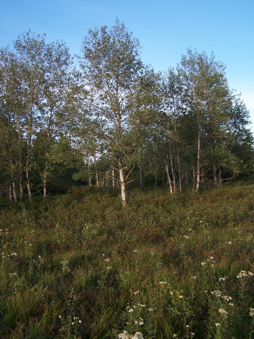 Photo: Birch Trees in the Plains Photo: Birch Trees in the Plains