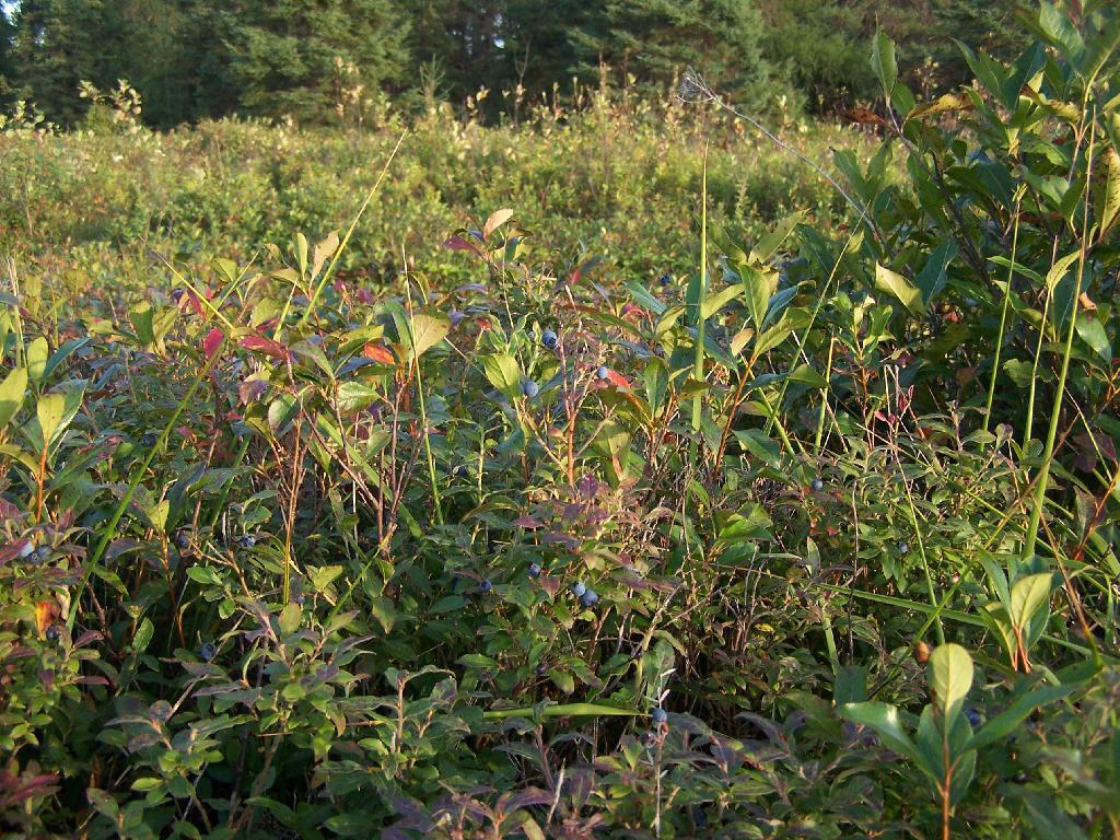 Photo: Lots and Lots of Blueberry Bushes Photo: Lots and Lots of Blueberry Bushes