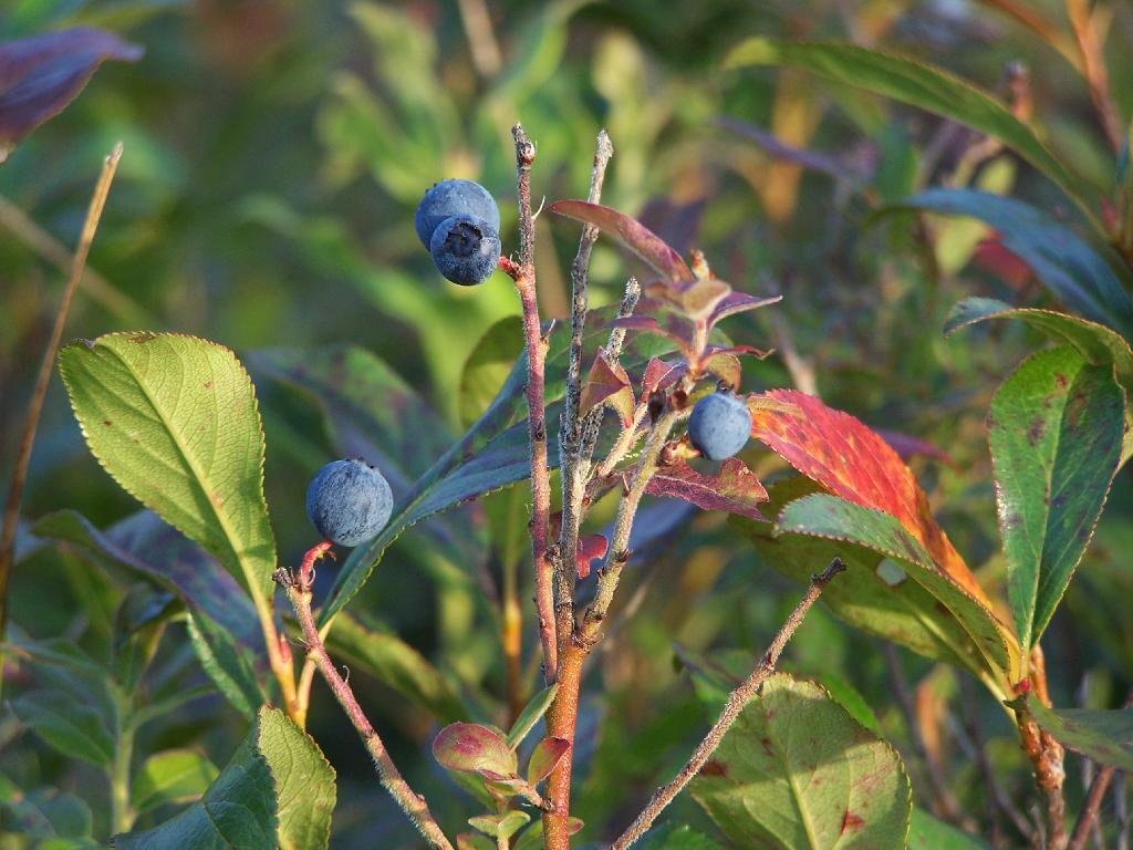 Photo: Blueberries Photo: Blueberries