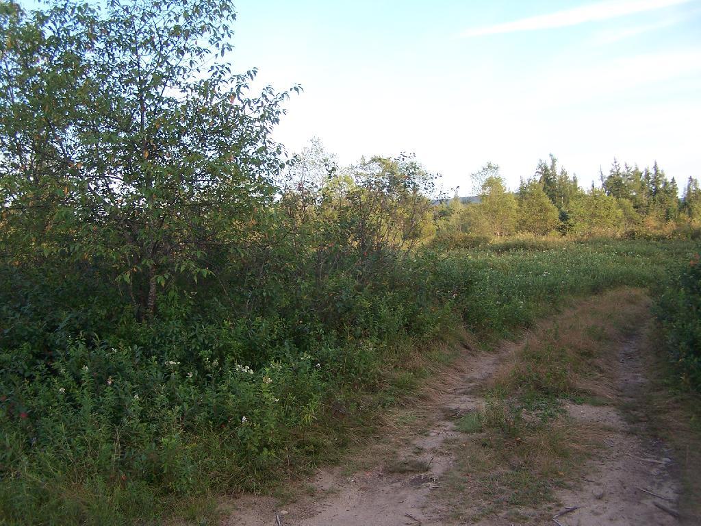 Photo: Unmarked Truck Trail to Blueberry Photo: Unmarked Truck Trail to Blueberry