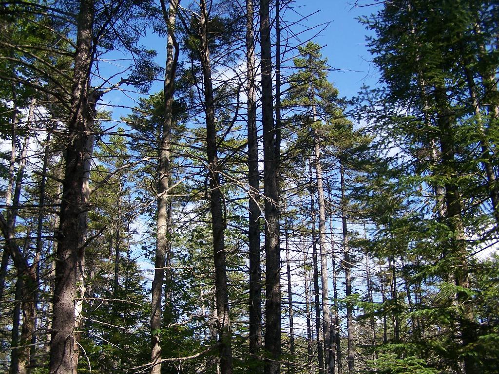 Photo: Thru the Trees Photo: Thru the Trees