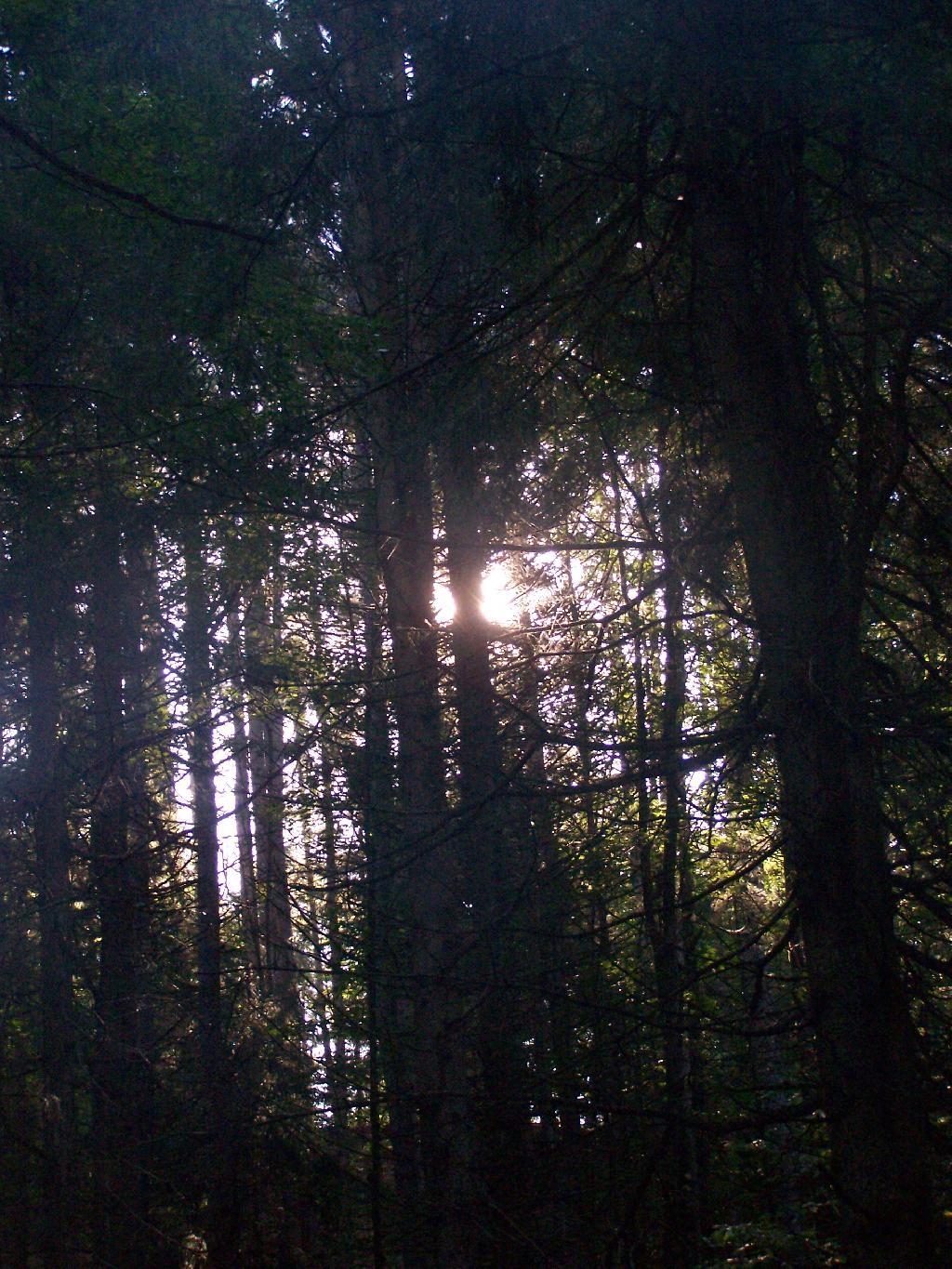 Photo: Morning Sun