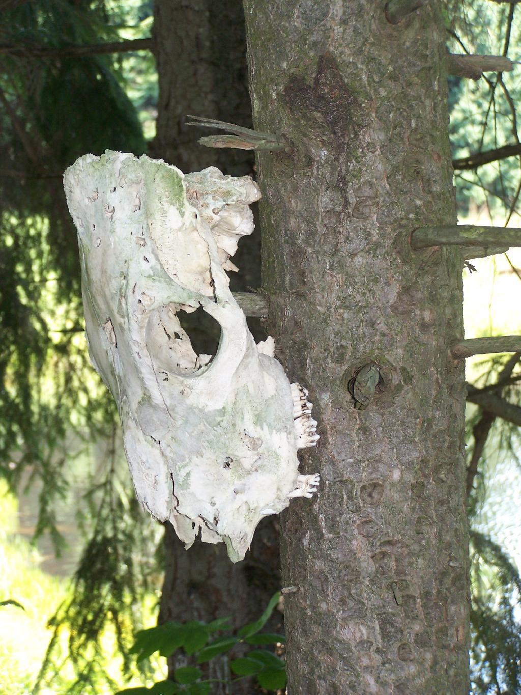 Photo: Teeth Photo: Teeth