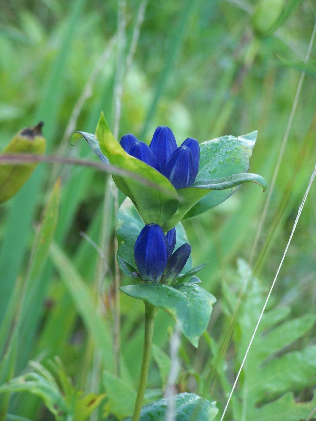 Photo: Wildflower Photo: Wildflower