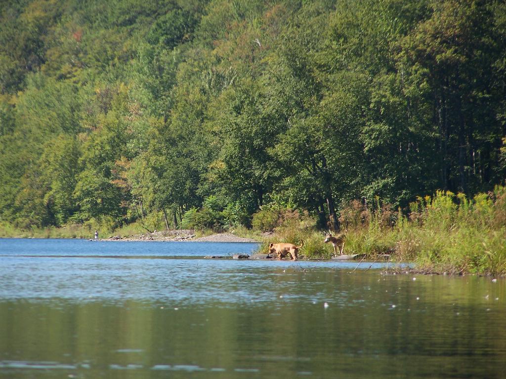 Photo: Dogs Swimming in Big Pond Photo: Dogs Swimming in Big Pond