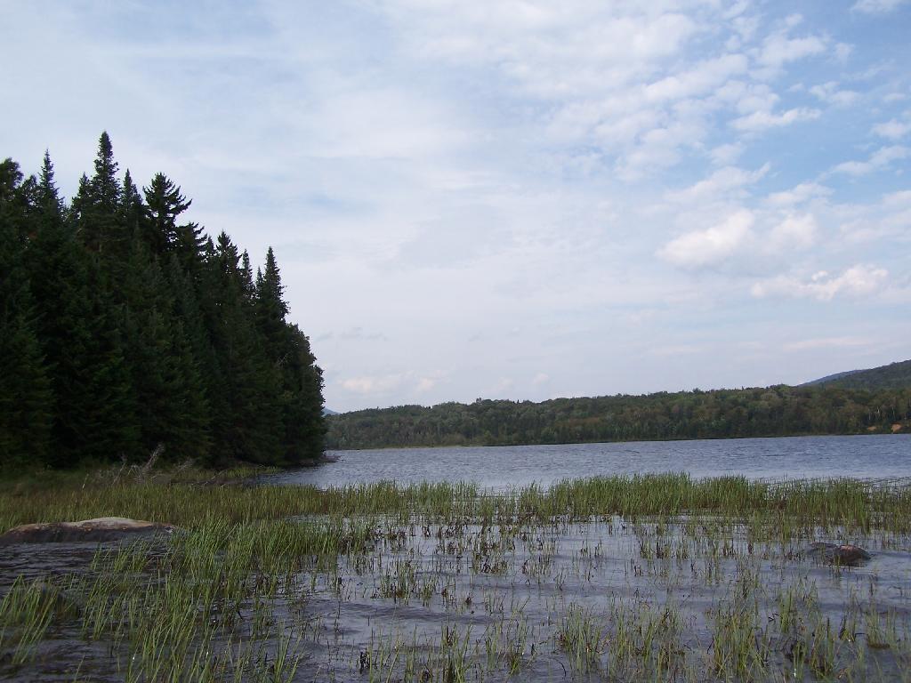 Photo: Trees Along Flow Photo: Trees Along Flow