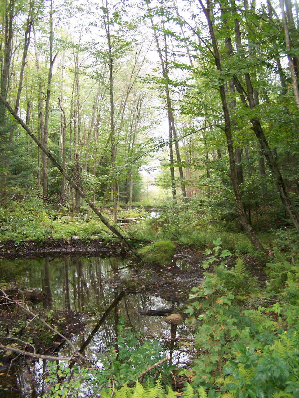Photo: Creek Flowing Into Mitchell Ponds Photo: Creek Flowing Into Mitchell Ponds