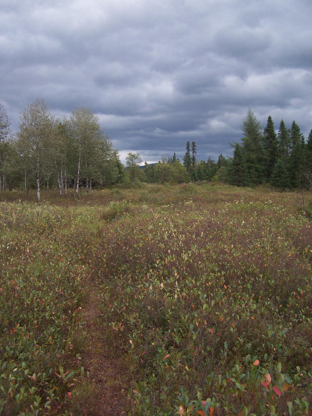Photo: Walking Through the Plains Photo: Walking Through the Plains