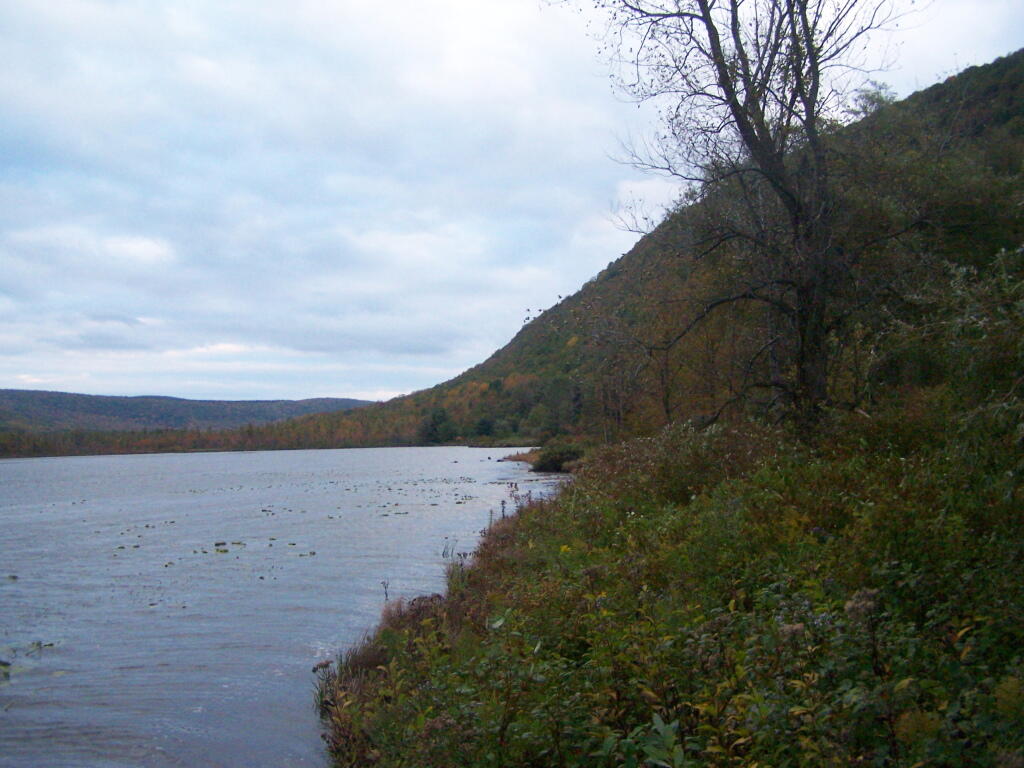 Photo: Southern Edge of Pond Photo: Southern Edge of Pond