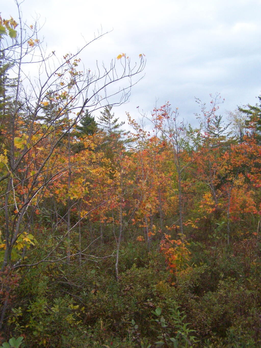 Photo: Colorful Swamp Photo: Colorful Swamp