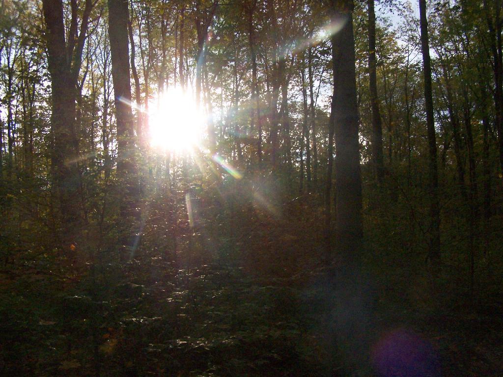 Photo: Sunrise Thru the Trees Photo: Sunrise Thru the Trees