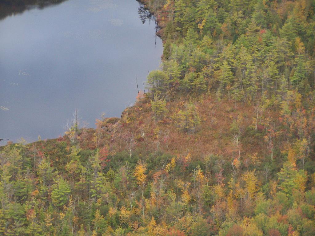 Photo: Edge of Labrador Pond Photo: Edge of Labrador Pond