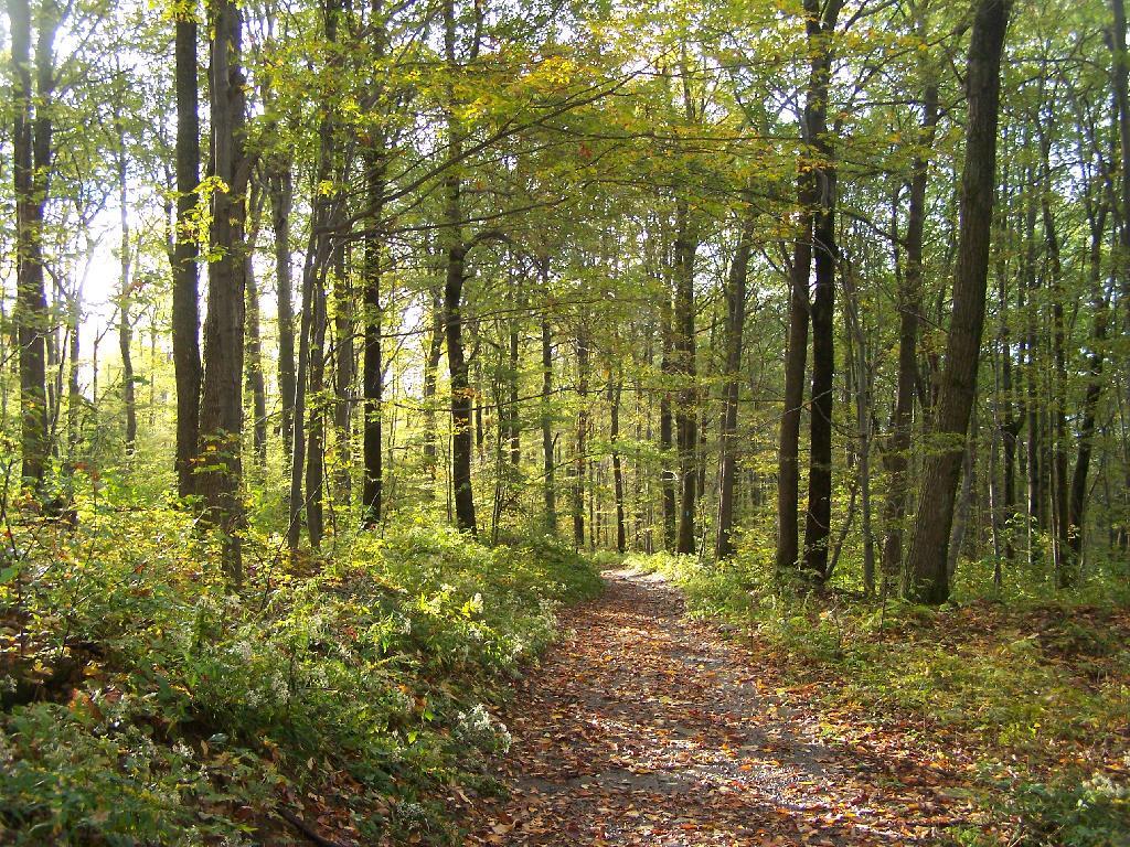 Photo: Fall Walk Descending the Hill Photo: Fall Walk Descending the Hill