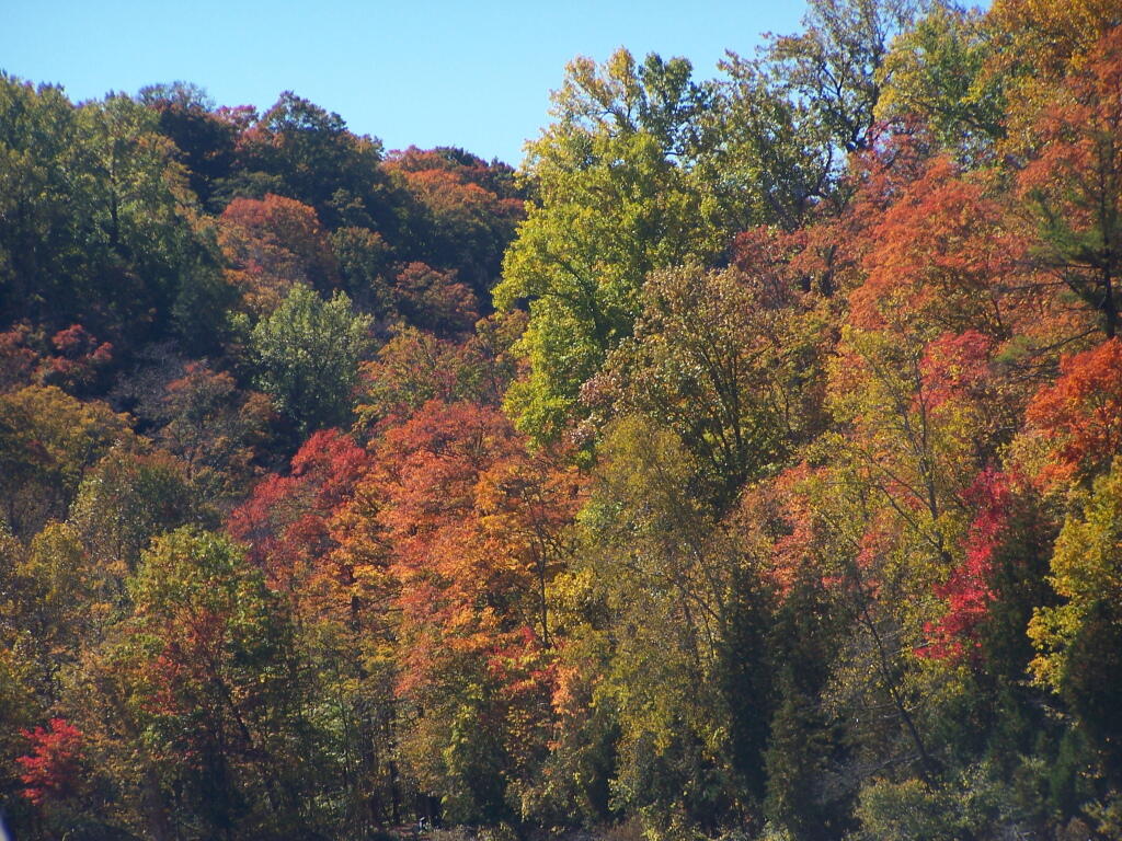 Photo: Trees Photo: Trees