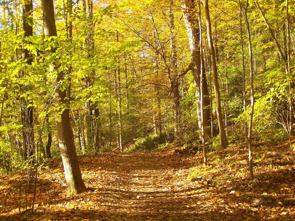 Photo: Trail Photo: Trail