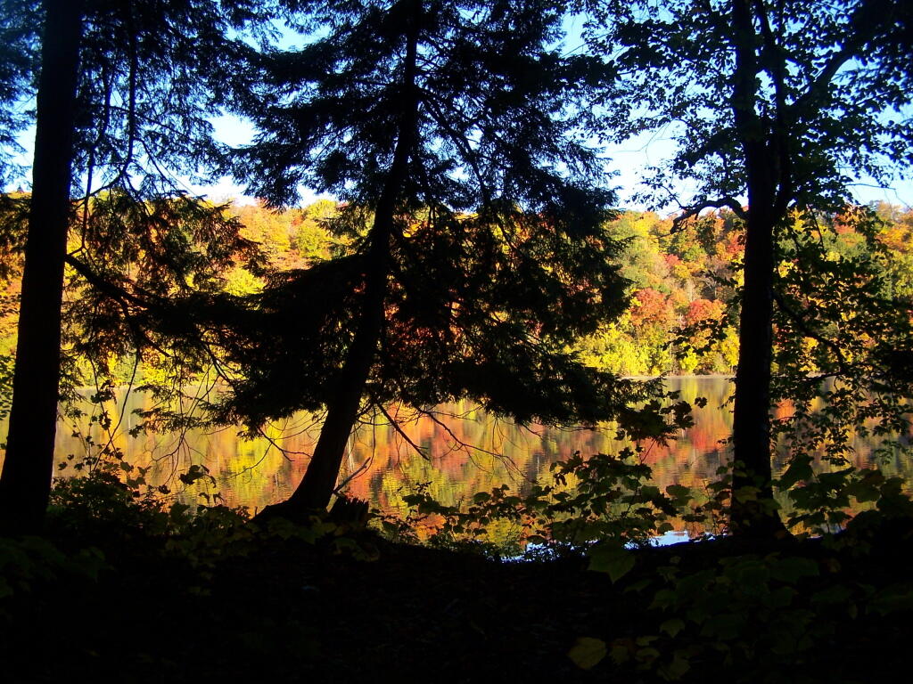 Photo: Thru the Trees Photo: Thru the Trees