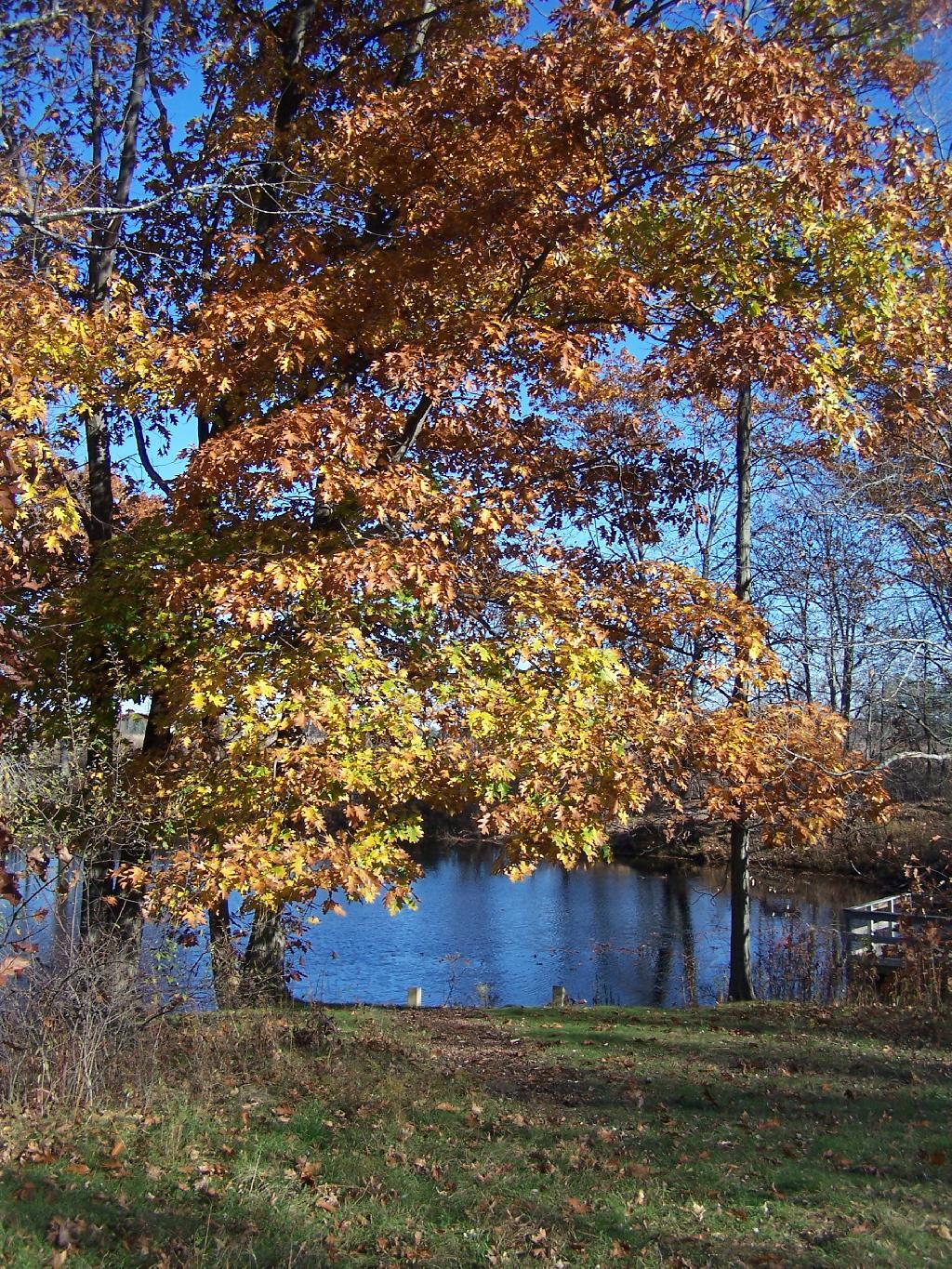 Photo:Oak Photo:Oak