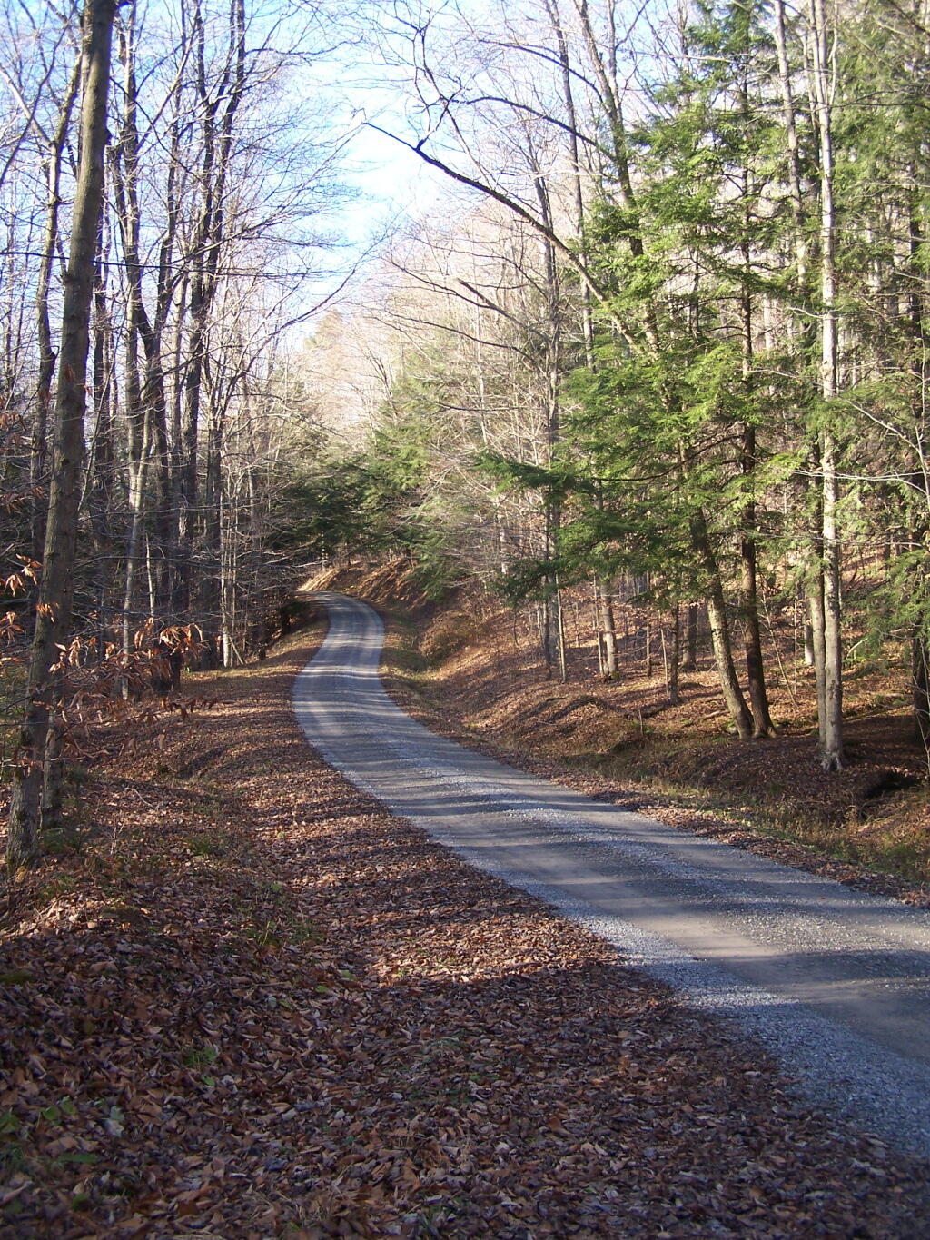 Photo: Forest Service Route 262 Photo: Forest Service Route 262