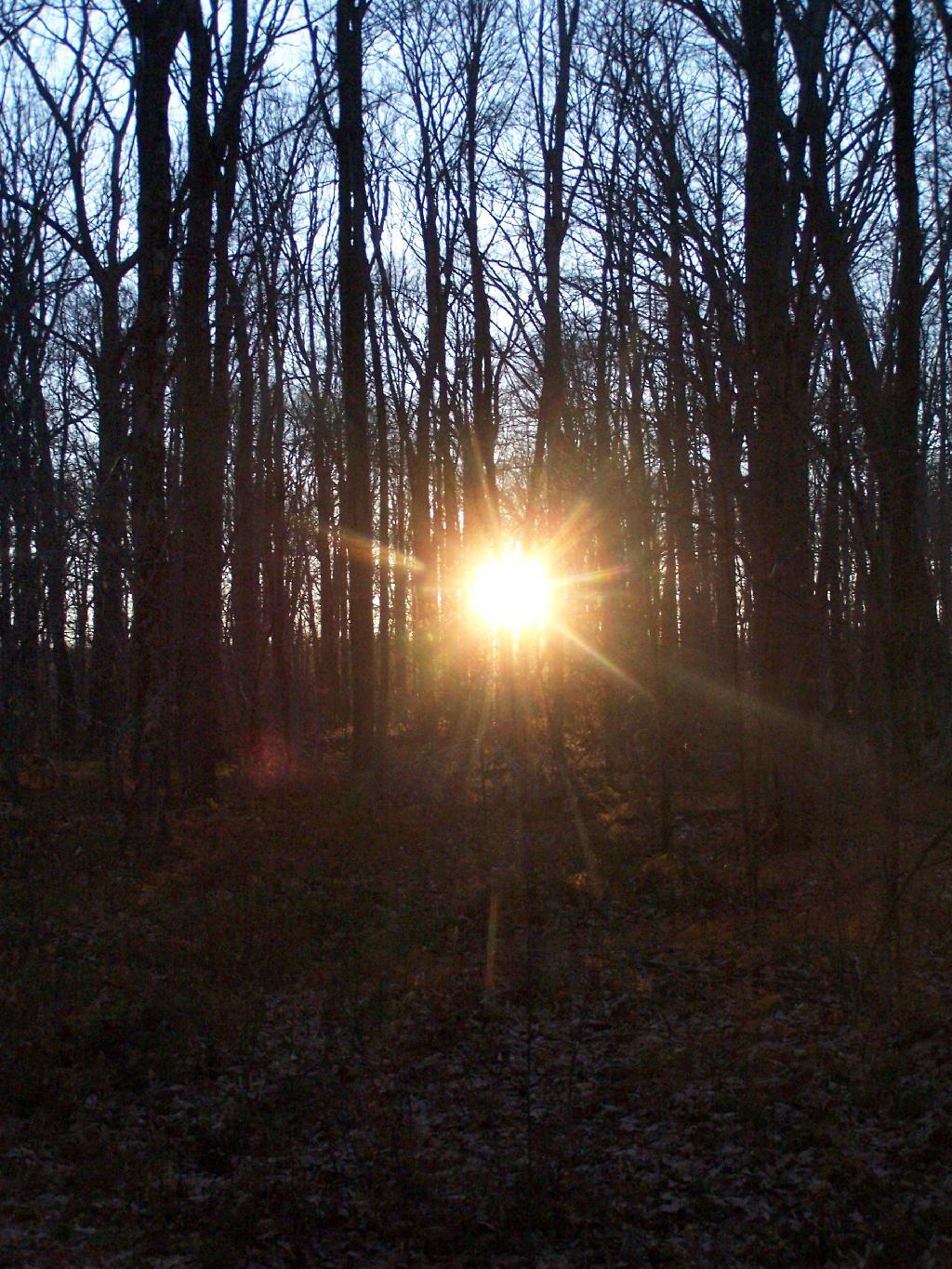 Photo: Sun Peaks Thru Trees Photo: Sun Peaks Thru Trees