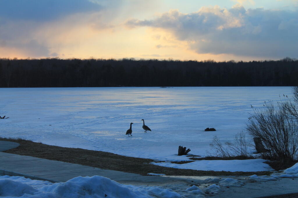 Photo: Canadian Geese at Sunset