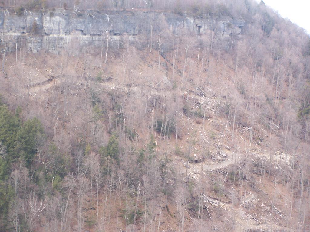 Photo: Logging Trail Photo: Logging Trail