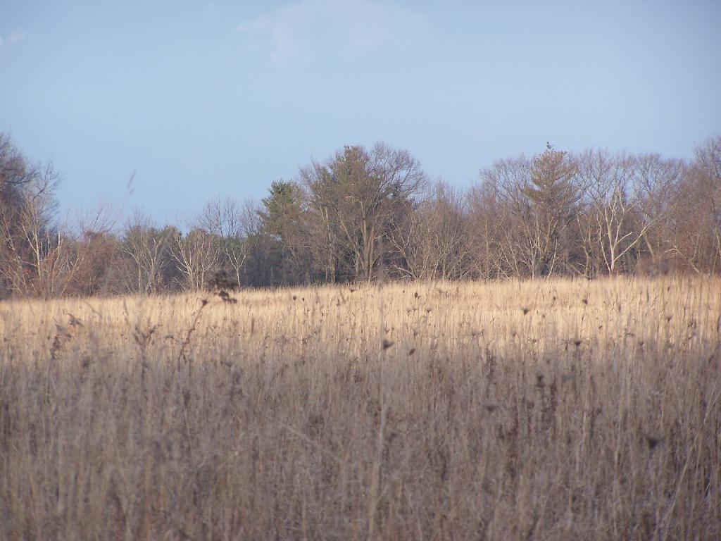 Photo: Field