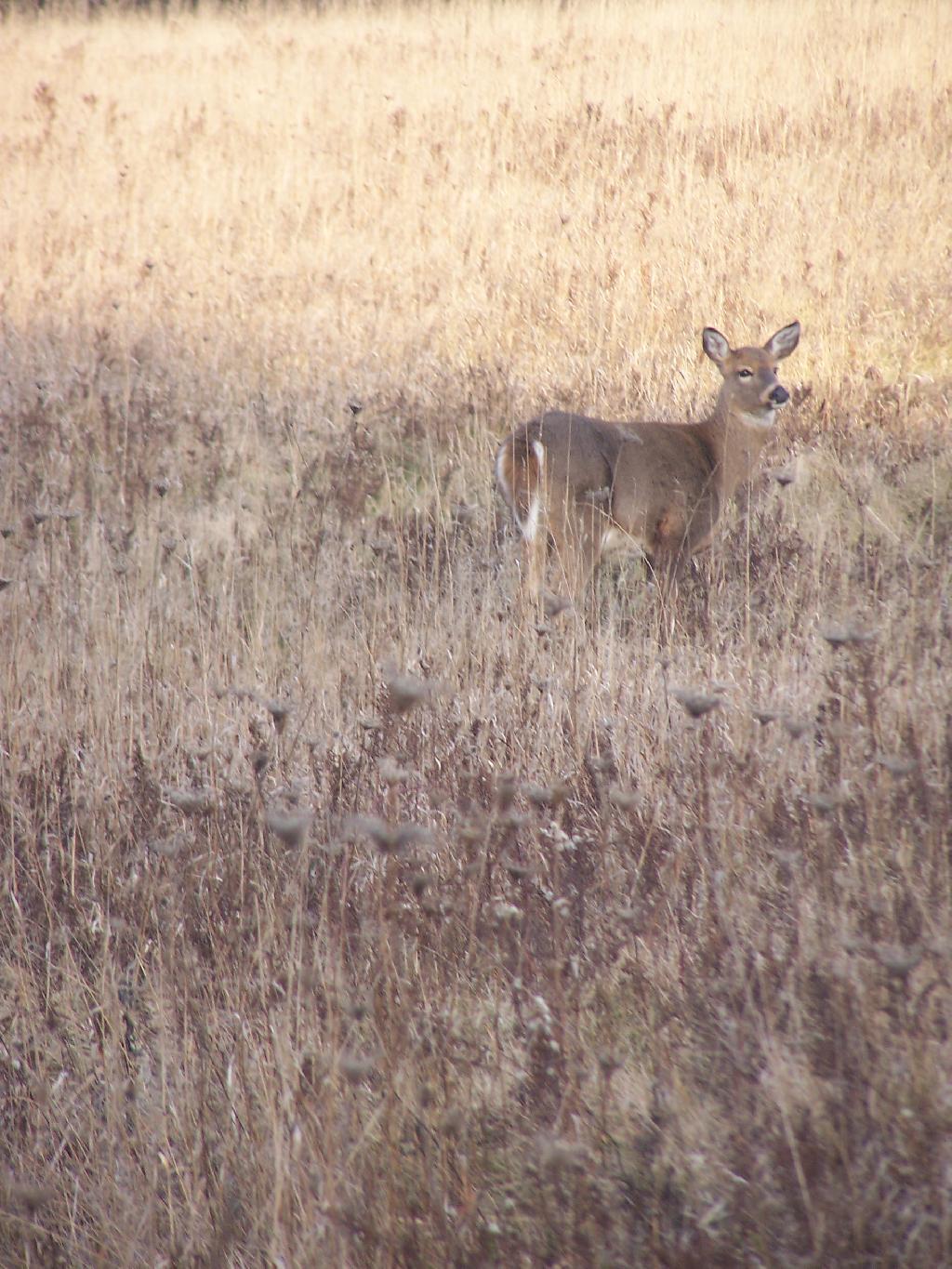 Photo: Doe Photo: Doe