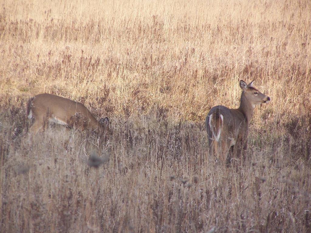 Photo: Grazing and Watching Photo: Grazing and Watching