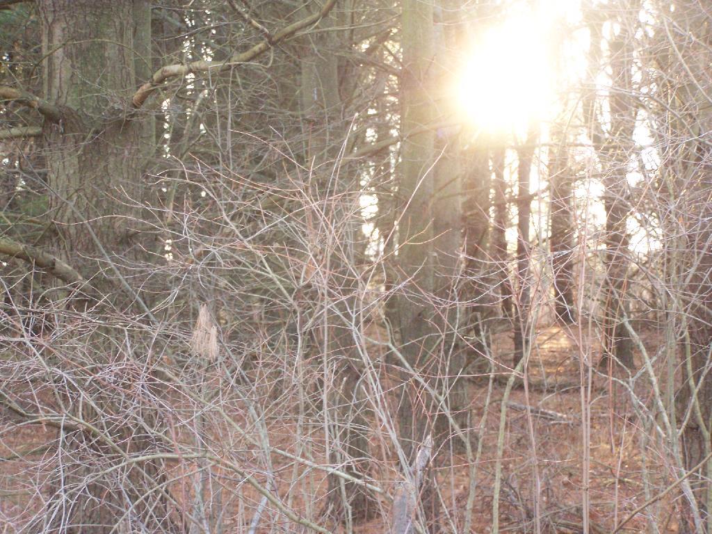 Photo: Sun Through the Trees Photo: Sun Through the Trees