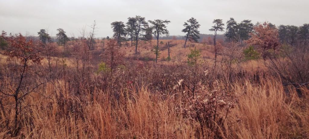 Photo: Saturday at Pine Bush Hike Photo: Saturday at Pine Bush Hike