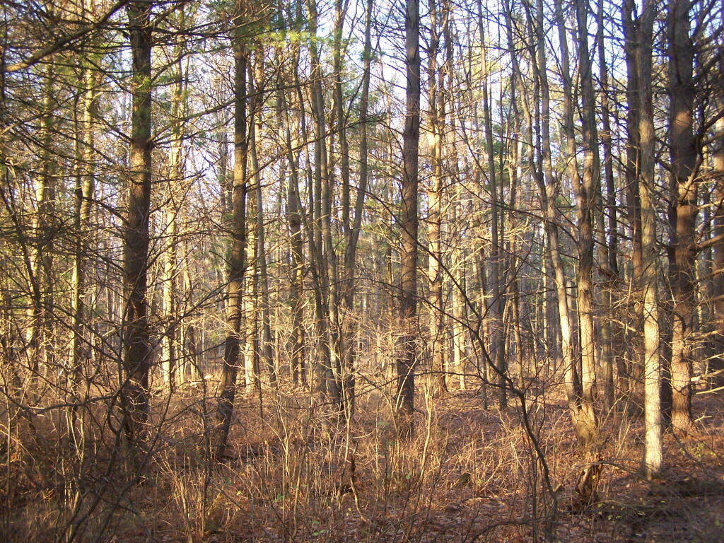 Photo: Sun Filters Thru Trees Photo: Sun Filters Thru Trees