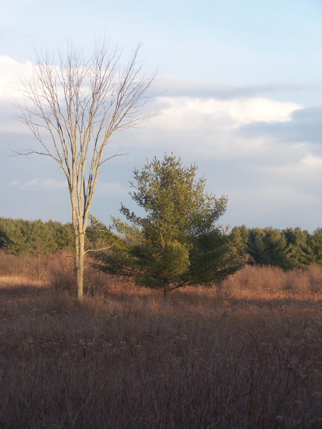 Photo: Tree Photo: Tree
