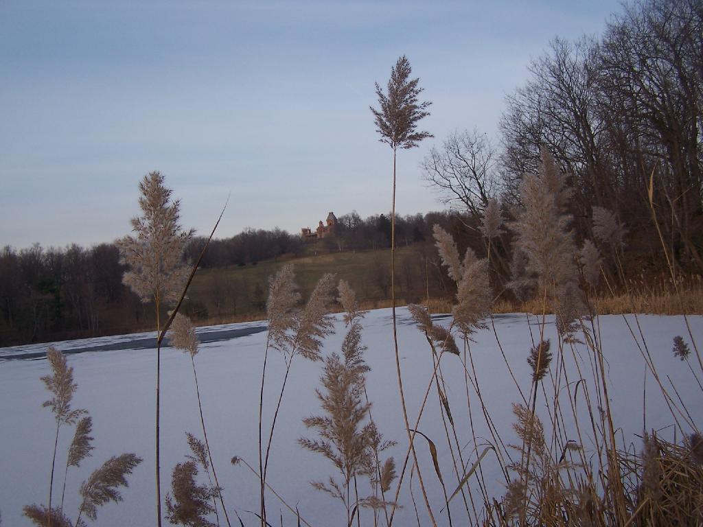 Photo: Cattails Photo: Cattails