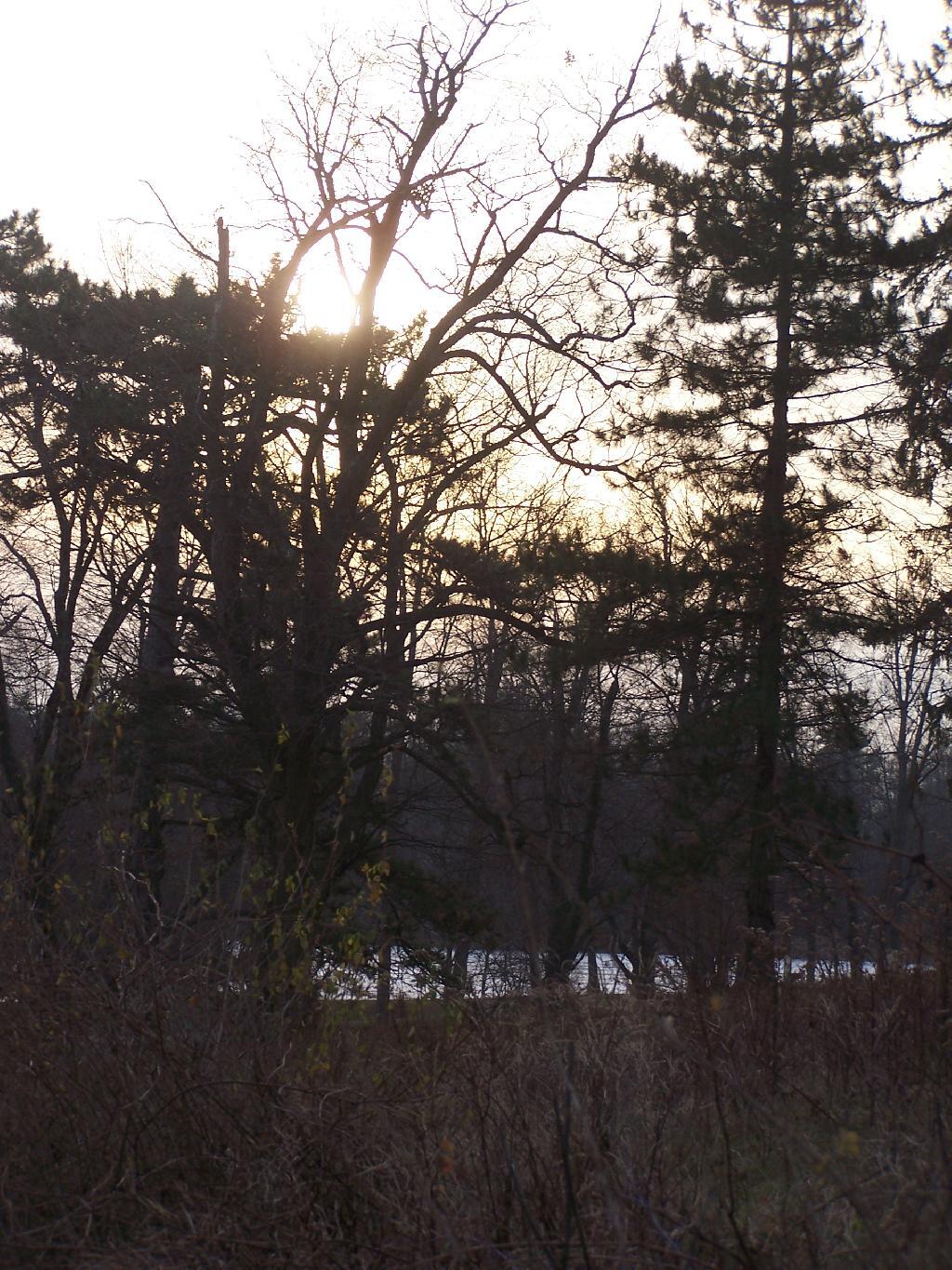 Photo: Sunset Through Bramble Photo: Sunset Through Bramble