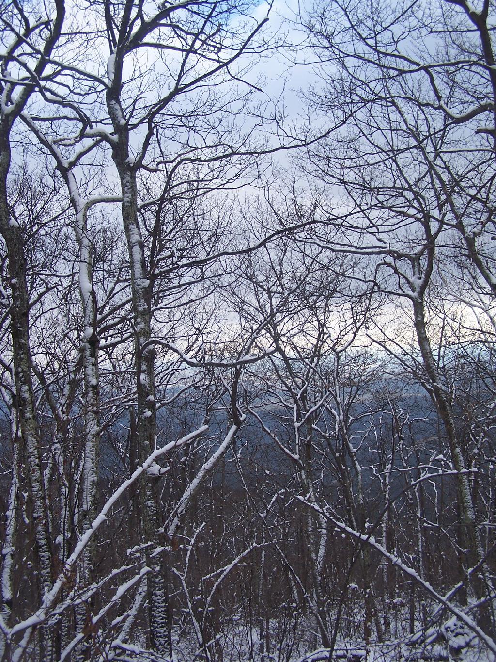 Photo: Towards Kingston Through the Trees Photo: Towards Kingston Through the Trees