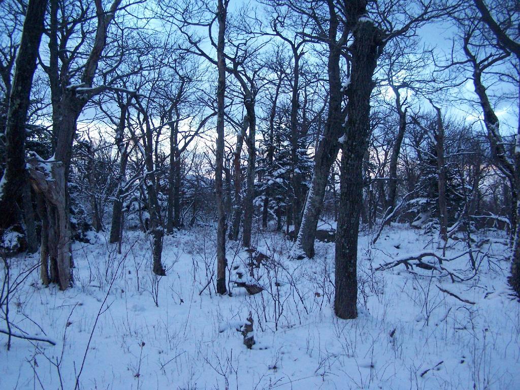 Photo: Woods on Top of Overlook Photo: Woods on Top of Overlook