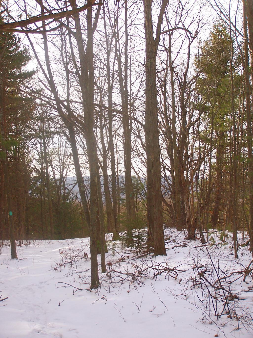 Photo: Looking Thru Trees Towards East Hill Photo: Looking Thru Trees Towards East Hill