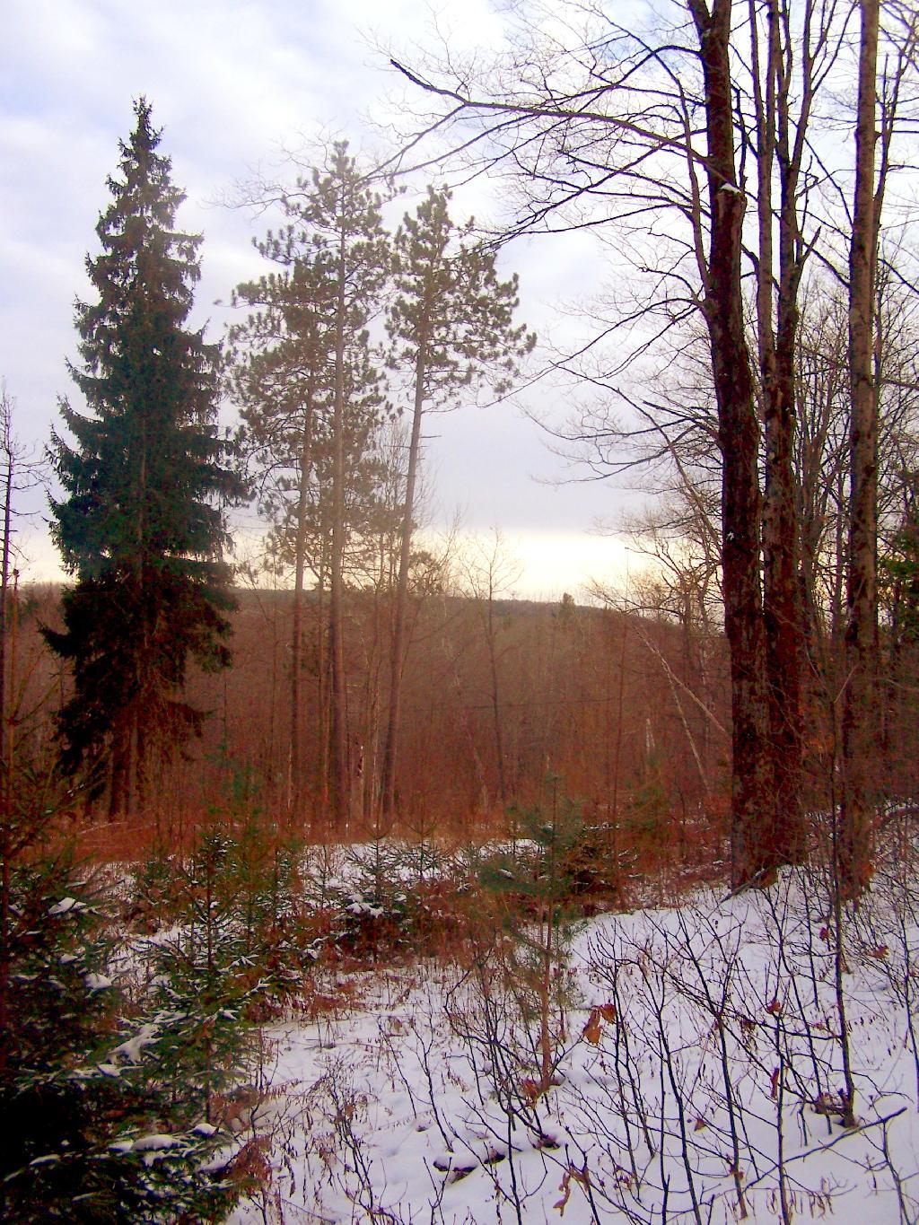 Photo: Clearing on Irish Hill Photo: Clearing on Irish Hill