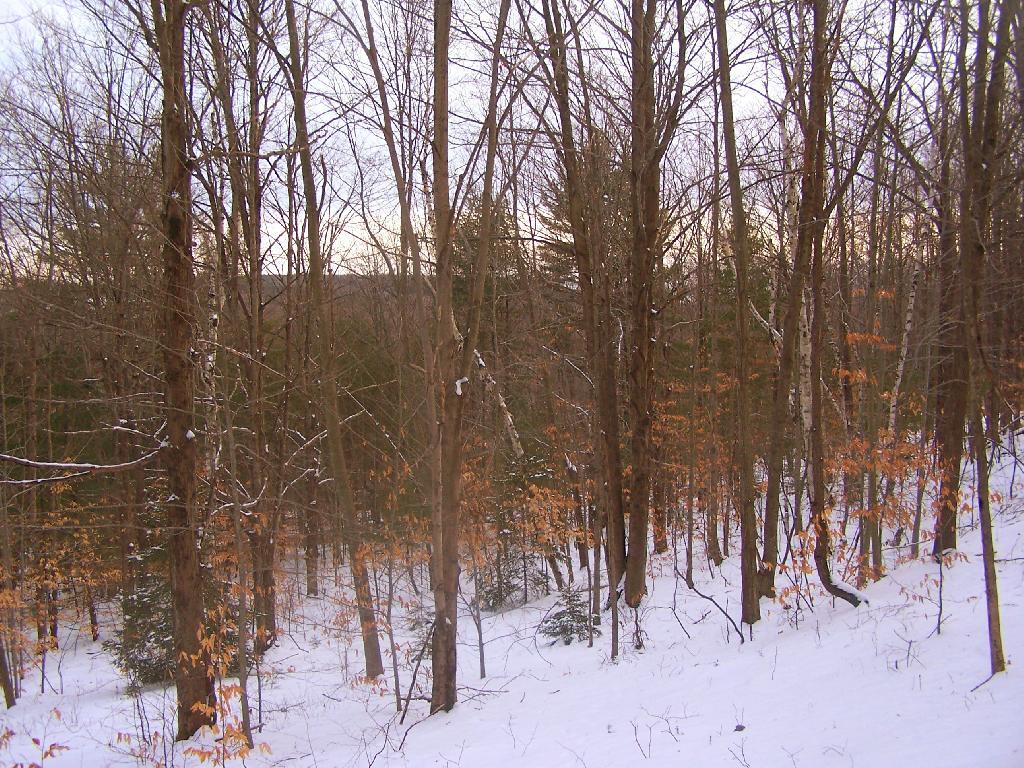 Photo: View South Through the Trees Photo: View South Through the Trees