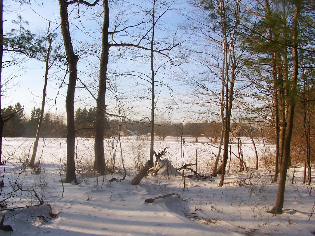 Photo: Horse Pastures
