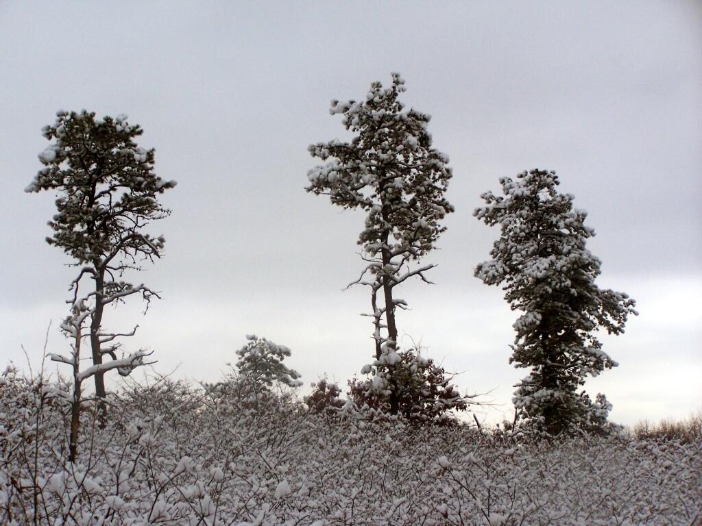Photo: Snow Covered Pitch Pine Photo: Snow Covered Pitch Pine